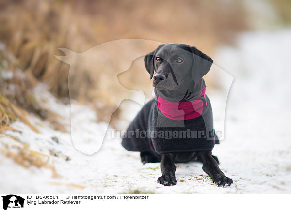 liegender Labrador Retriever / lying Labrador Retriever / BS-06501