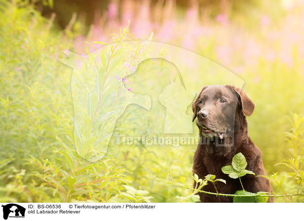 alter Labrador Retriever / old Labrador Retriever / BS-06536