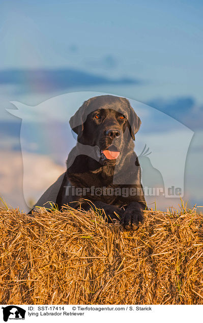 lying Labrador Retriever / SST-17414