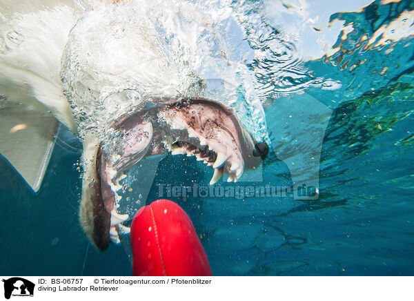 diving Labrador Retriever / BS-06757