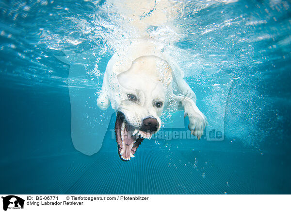 tauchender Labrador Retriever / diving Labrador Retriever / BS-06771