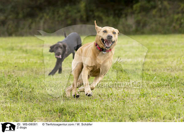 2 dogs / WS-08081