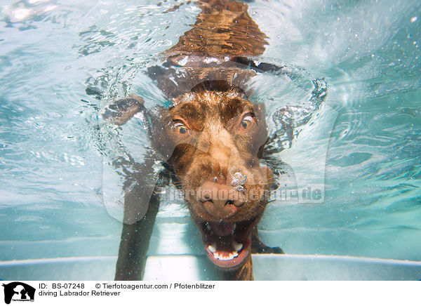 diving Labrador Retriever / BS-07248