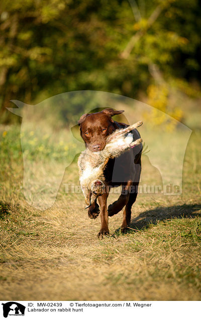 Labrador auf Kaninchenjagd / Labrador on rabbit hunt / MW-02439