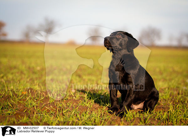 Labrador Retriever Welpe / Labrador Retriever Puppy / MW-02507