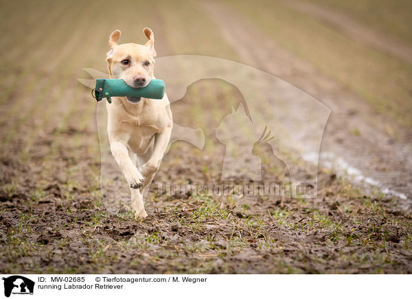 rennender Labrador Retriever / running Labrador Retriever / MW-02685