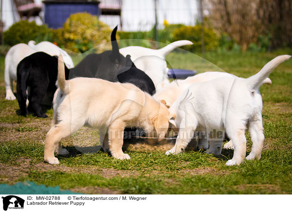 Labrador Retriever Welpe / Labrador Retriever Puppy / MW-02788