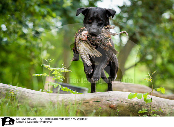 springender Labrador Retriever / jumping Labrador Retriever / MW-05926