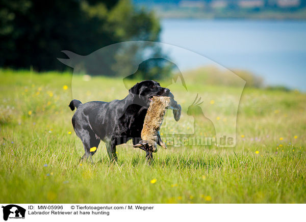 Labrador Retriever auf Hasenjagd / Labrador Retriever at hare hunting / MW-05996