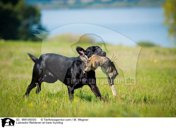 Labrador Retriever auf Hasenjagd / Labrador Retriever at hare hunting / MW-06000