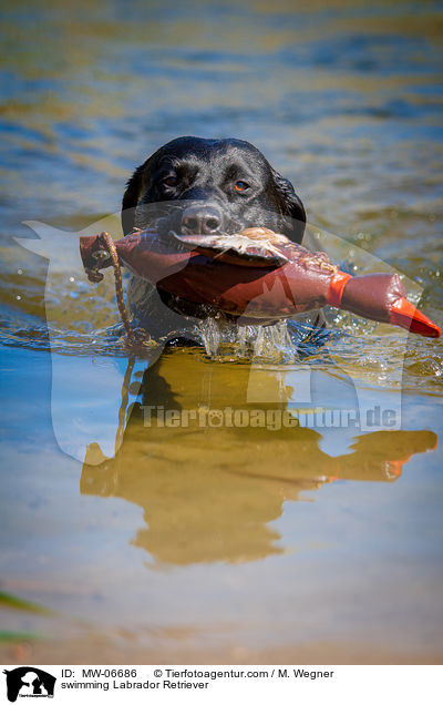 schwimmender Labrador Retriever / swimming Labrador Retriever / MW-06686