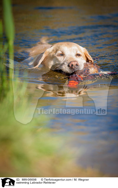 schwimmender Labrador Retriever / swimming Labrador Retriever / MW-06698