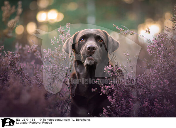 Labrador Retriever Portrait / Labrador Retriever Portrait / LB-01188