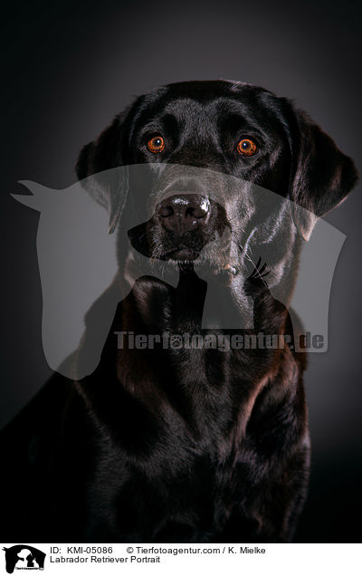 Labrador Retriever Portrait / Labrador Retriever Portrait / KMI-05086