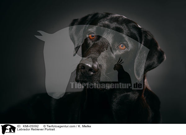 Labrador Retriever Portrait / Labrador Retriever Portrait / KMI-05092