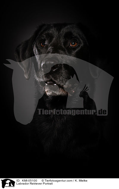 Labrador Retriever Portrait / Labrador Retriever Portrait / KMI-05100