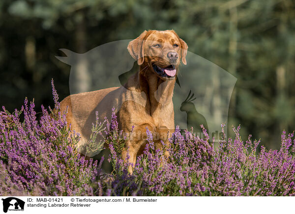 stehender Labrador Retriever / standing Labrador Retriever / MAB-01421