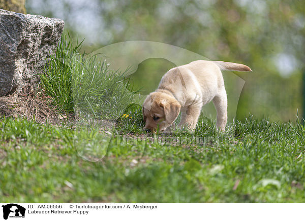 Labrador Retriever Welpe / Labrador Retriever Puppy / AM-06556