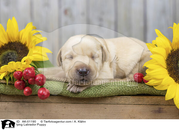 liegender Labradorwelpe / lying Labrador Puppy / AK-01190