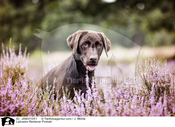 Labrador Retriever Portrait / Labrador Retriever Portrait / JAM-01051