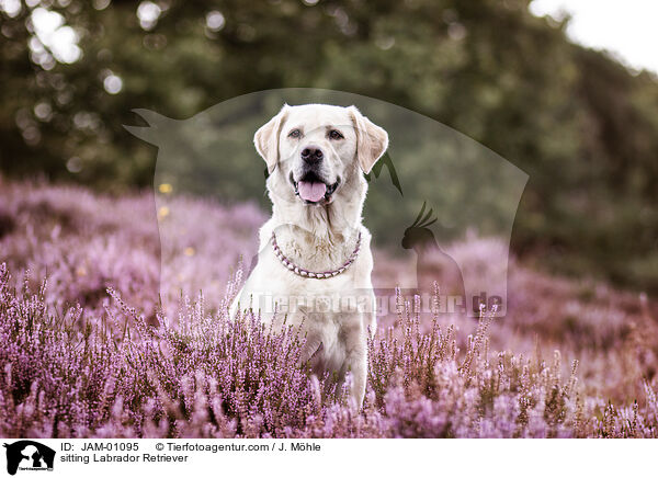 sitzender Labrador Retriever / sitting Labrador Retriever / JAM-01095