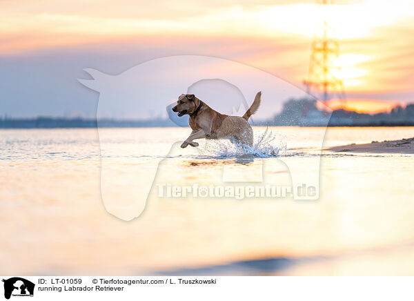 running Labrador Retriever / LT-01059