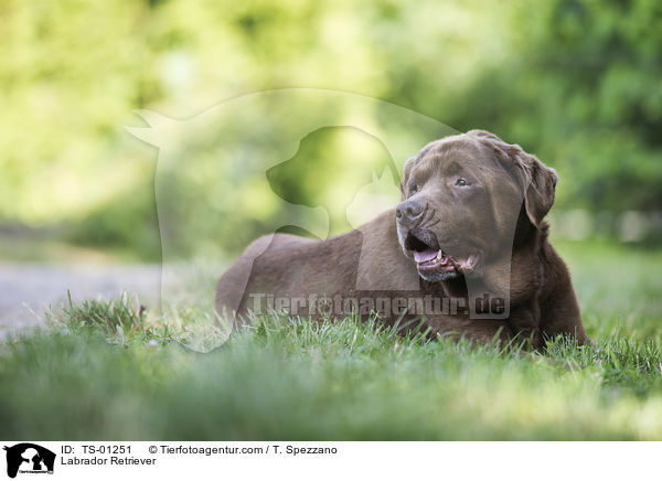 Labrador Retriever / Labrador Retriever / TS-01251