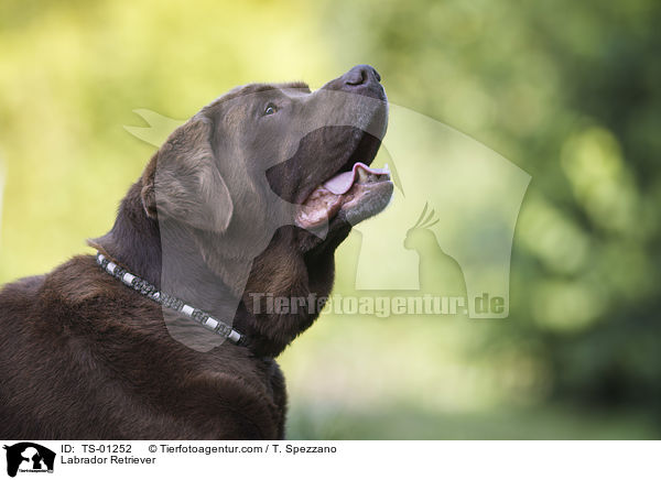 Labrador Retriever / Labrador Retriever / TS-01252