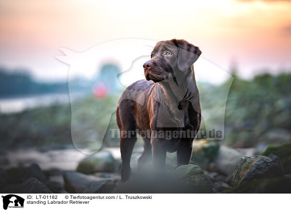 standing Labrador Retriever / LT-01182