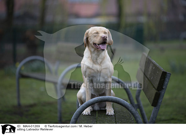 sitzender Labrador Retriever / sitting Labrador Retriever / MAH-01269
