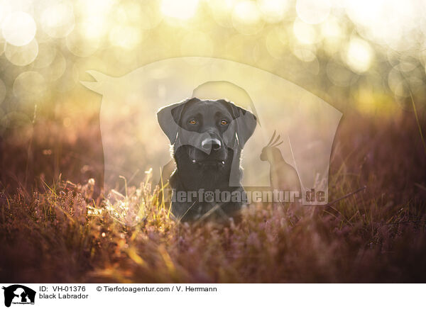 schwarzer Labrador / black Labrador / VH-01376