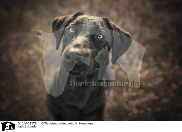 schwarzer Labrador / black Labrador / VH-01379