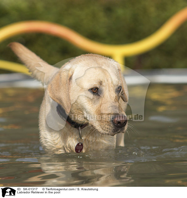 Labrador Retriever im Pool / Labrador Retriever in the pool / SK-01317