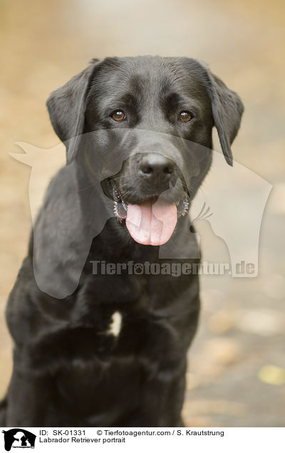 Labrador Retriever Portrait / Labrador Retriever portrait / SK-01331