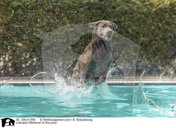Labrador Retriever im Pool / Labrador Retriever in the pool / SK-01394