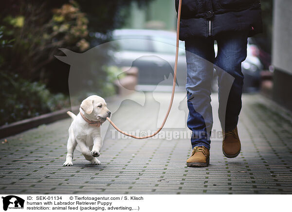 human with Labrador Retriever Puppy / SEK-01134
