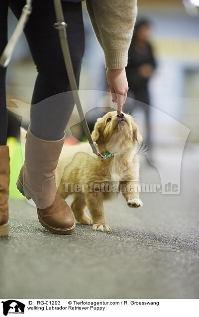 walking Labrador Retriever Puppy / RG-01293