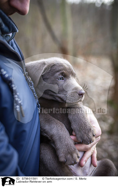 Labrador Retriever auf Arm / Labrador Retriever on arm / STM-01581