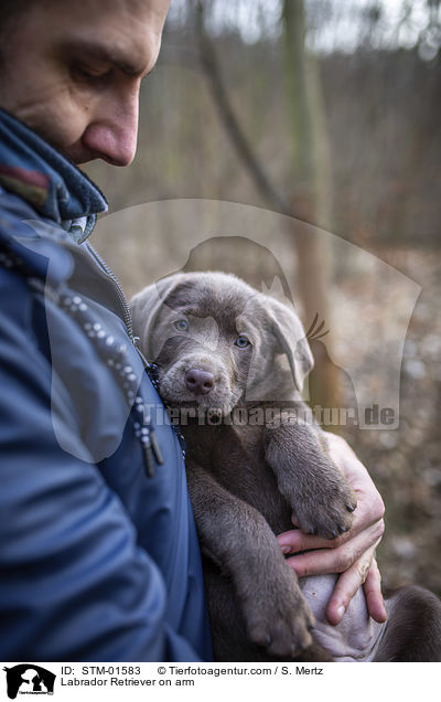 Labrador Retriever auf Arm / Labrador Retriever on arm / STM-01583