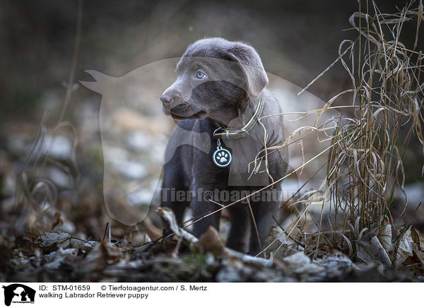 laufender Labrador Retriever Welpe / walking Labrador Retriever puppy / STM-01659
