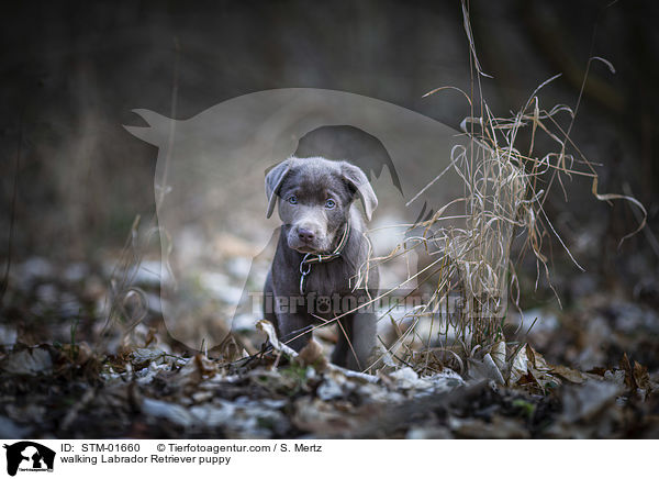 laufender Labrador Retriever Welpe / walking Labrador Retriever puppy / STM-01660