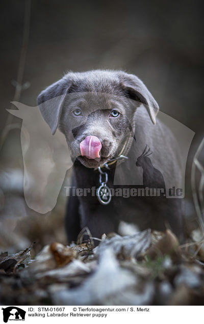 laufender Labrador Retriever Welpe / walking Labrador Retriever puppy / STM-01667
