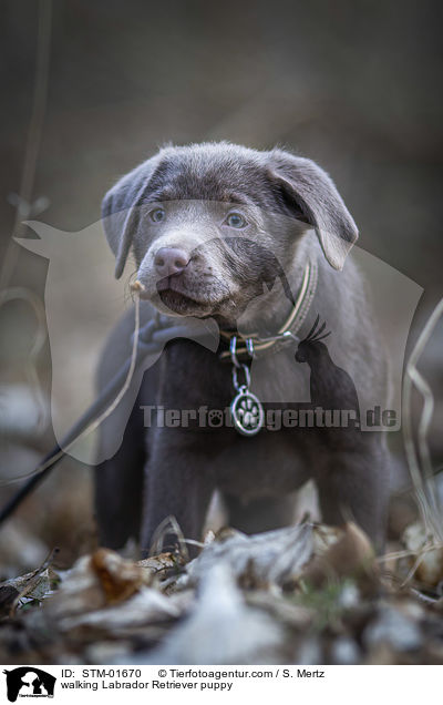 laufender Labrador Retriever Welpe / walking Labrador Retriever puppy / STM-01670