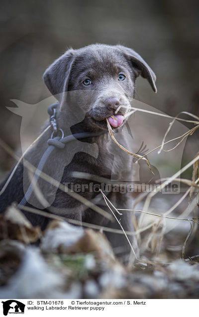 laufender Labrador Retriever Welpe / walking Labrador Retriever puppy / STM-01676