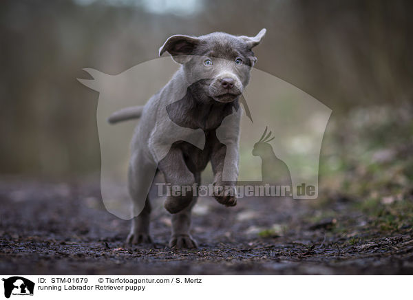 rennender Labrador Retriever Welpe / running Labrador Retriever puppy / STM-01679