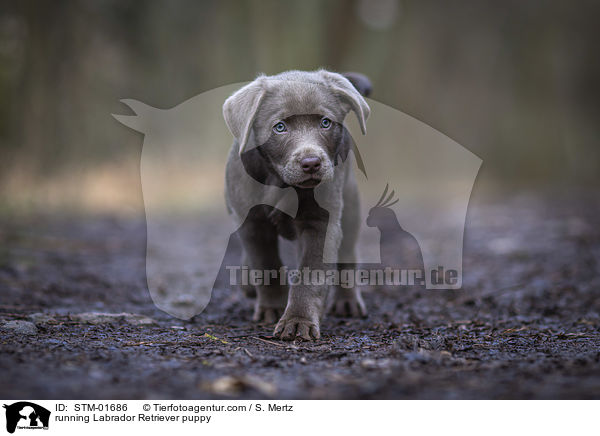 rennender Labrador Retriever Welpe / running Labrador Retriever puppy / STM-01686
