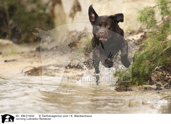 rennender Labrador Retriever / running Labrador Retriever / KB-01932