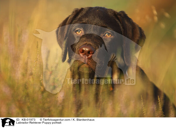 Labrador Retriever Welpe Portrait / Labrador Retriever Puppy portrait / KB-01973