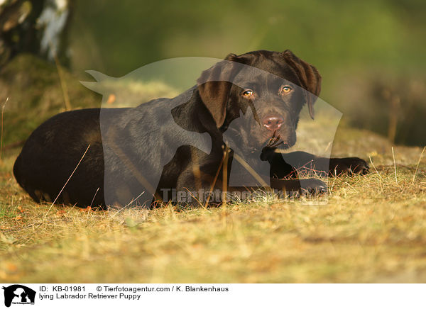 liegender Labrador Retriever Welpe / lying Labrador Retriever Puppy / KB-01981