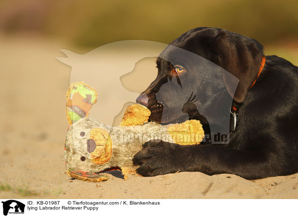 liegender Labrador Retriever Welpe / lying Labrador Retriever Puppy / KB-01987